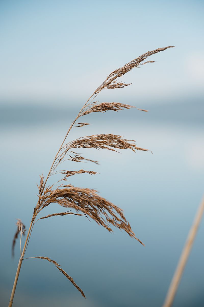 Detailed photo of a reed stalk