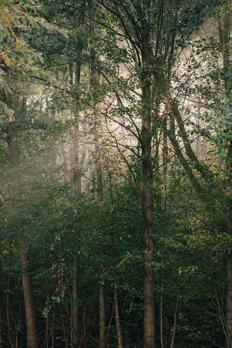 Blick in den Wald am See