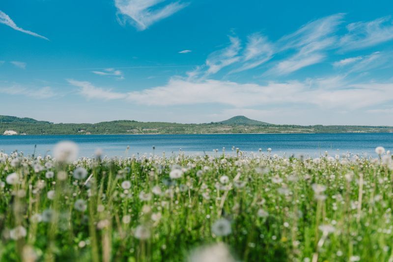 Blick auf kleines Feld Pusteblumen am See