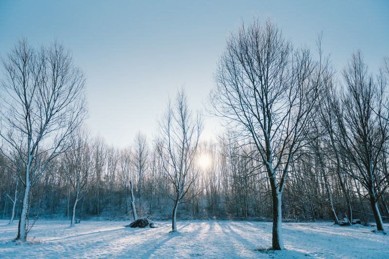 Blick auf schneebedeckte Bäume