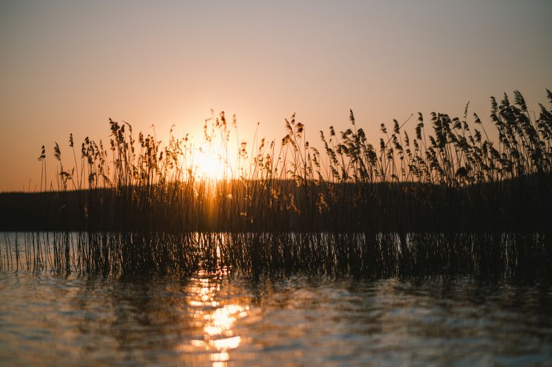 Blick auf das Schilfgras auf dem See bei Sonnenuntergang